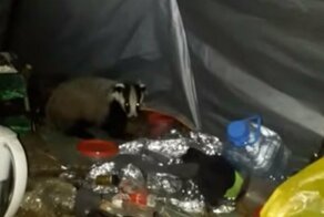 Любопытный барсук пробрался в палатку