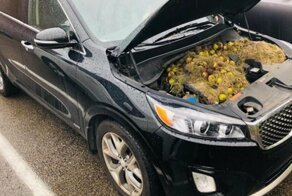 Белки устроили склад с орехами под капотом кроссовера