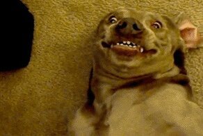 20 забавных гифок о животных