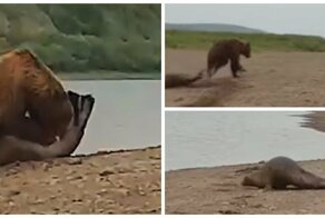 Российские рыбаки спасли нерпу из лап медведя