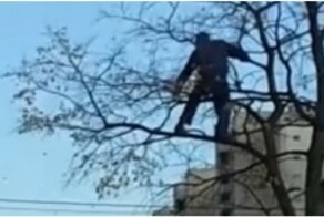 Осенний похититель листьев пойман с поличным