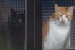 15 случаев, когда рифлёные стёкла в доме превращали котов в произведения сюрреалистов