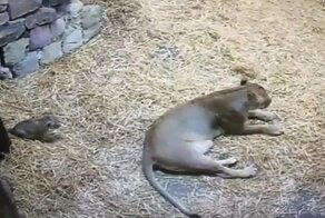 Львенок подкрался к маме сзади и напугал её