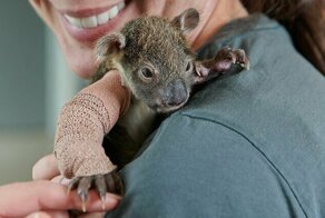 Малышке коале наложили гипс на сломанную лапу