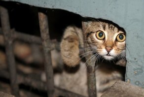 Откроет Мутко для бездомных котов подвалы российских домов