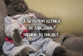 Никаких кэтфри: пользовательниц Сети с помощью мемов убеждают завести котов