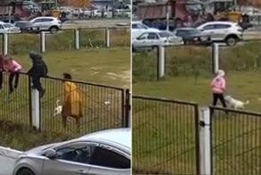 В Нижневартовске бойцовский пес атаковал детей на территории школы