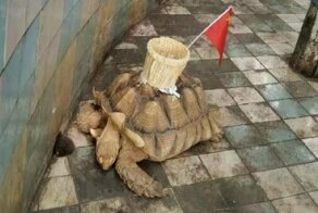 В китайском зоопарке черепаха собирала деньги с посетителей