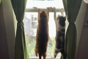 Фотосалат часть вторая