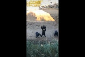 Вежливые медведи приветствуют туристов из-за изгороди вольера