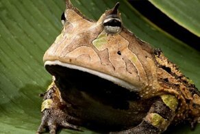 Лягух как осенний листок, только кусается