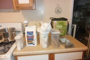 15 котов, которые плевать хотели на вашу логику