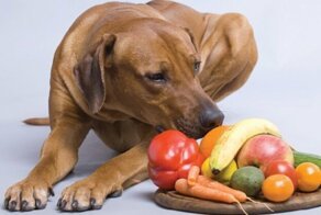 Экоактивистка похвасталась псом-веганом и вызвала бурю возмущения в сети