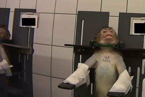 В Сети всплыли кадры с привязанными обезьянами, снятыми в немецкой лаборатории