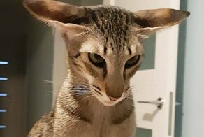 18 пород домашних кошек, о которых знают немногие