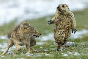 Лиса подкралась незаметно: победители конкурса Wildlife Photographer of the Year 2019