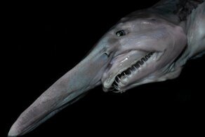 10 животных, появление которых ученые не могут понять