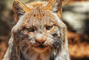 26 фотографий величественных канадских рысей — кошек с самыми мягкими и пушистыми лапищами