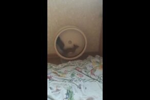 Хозяин нашел способ быстро выключить свою гиперактивную белку