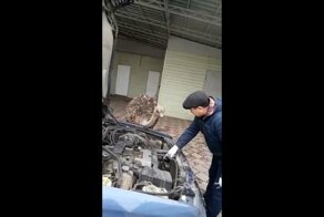 Когда в прошлой жизни был автомехаником, а в этой стал страусом