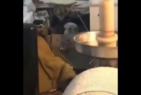 Когда вы с хозяином любите одну и ту же музыку