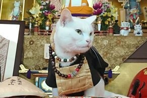 Храм кошек "Мяу-Мяу" в Японии