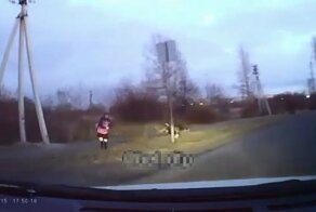 В Белогорске водитель спас девочку от агрессивных бродячих собак