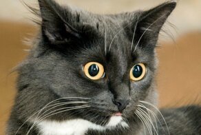 Почему кошка начинает лысеть?