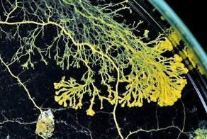 В парижском зоопарке завелась безмозглая слизь