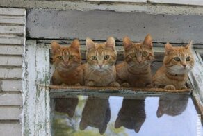 10 фотографий котов, вызывающих улыбку