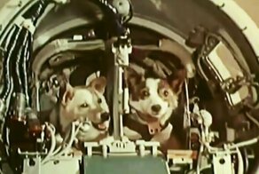 Как ели животные в космосе