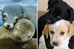 25 милых фото, которые убедят вас, что собаки и тюлени — родственники