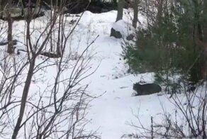 Редкие кадры охоты рыси на белку