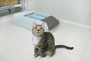 Почему кот перестал ходить в лоток?