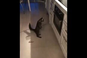Хозяйка, а скоро будет готово?