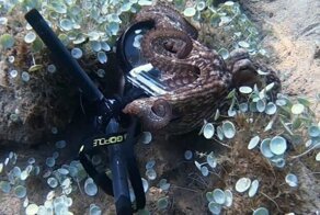 Восьмирукий вор: осьминог попытался утащить камеру дайвера