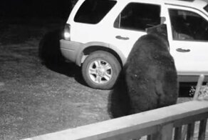 Видео: бурый медведь деловито открыл дверь машины