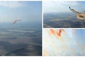Российские пилоты сняли на видео, как птица влетела в лобовое стекло самолета