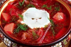Коты везде: самая мозговыносящая кошачья подборка