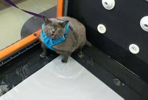 Разжиревшую кошку не впечатлила водная беговая дорожка