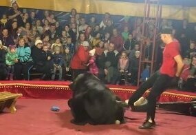 В Карелии цирковой медведь напал на дрессировщика