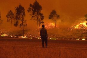 Австралийские чиновники не спешили тушить лесные пожары. И пожалели об этом!