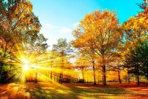 Осень золотая в гости к нам пришла