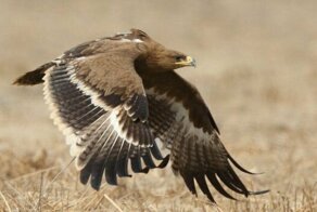 "Закинь орлу на мобилку". Улетевшая в Иран птица разорила сибирских ученых