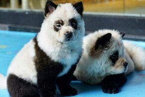 В Китае щенков чау-чау покрасили, превратив в панд