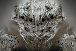 20 победителей конкурса макрофотографии Nikon Small World 2019