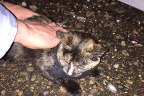 В Татарстане «задержали» кота-наркокурьера