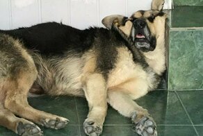 20 животных, которые решили вздремнуть и повеселили всех вокруг
