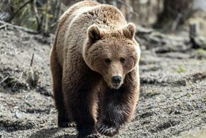 Россиянам дали рекомендации на случай встречи с медведем