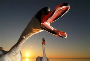 Лебедь: Почему это безумно опасное существо?